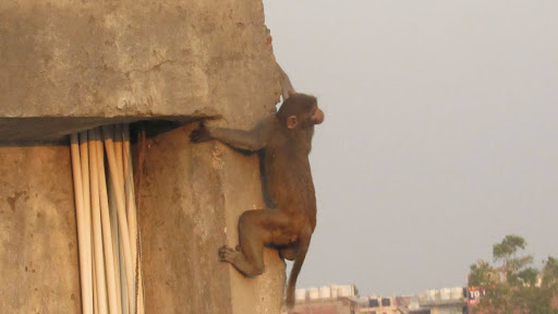 DNA studies reveals two distinct groups of Indian Rhesus Macaques